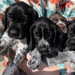 German Shorthaired Pointers from BadboysGSPS