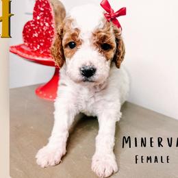 Minerva - Parti female Goldendoodle puppy in Hilton, New York from The House of Goldendoodle