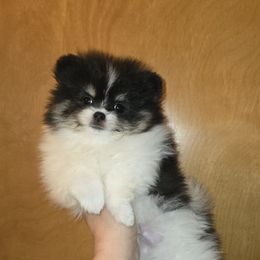 Boy 1 - Tri-colored male Pomeranian puppy in Meherrin, Virginia from Traveling Poms