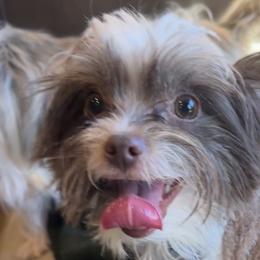 Yorkshire Terriers from Wendy's Pawsitive Training, LLC