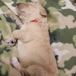 Boy 4 - Goldendoodle puppy in Atlanta, Georgia from Bowman Puppies of the House Doodle