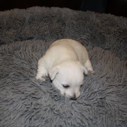 West Highland White Terrier Puppies from C&C Westies
