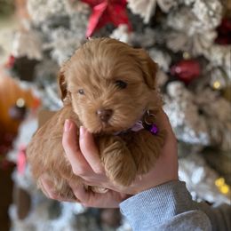 Purple  collar - Gold female Shihpoo puppy in Millsap, Texas from Gaston’s Posh Poodles and Doodles