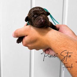 Pixie - Chocolate female Labrador Retriever puppy in Amery, Wisconsin from Cornerstone Retrievers