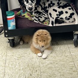 Dalmatian and Shetland Sheepdog Puppies from Karmayne Kennels