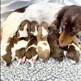 Dachshund Puppies from Gypsy Miniature Dachshunds