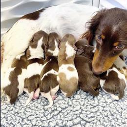 Dachshund Puppies from Gypsy Miniature Dachshunds