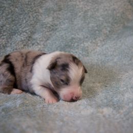 Bianca - Blue merle female Australian Shepherd puppy in Saint Maries, Idaho from North Idaho Aussies