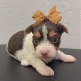 Snuggles - Parti female Yorkshire Terrier puppy in Los Angeles, California from 818 Yorkies
