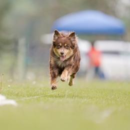 Australian Shepherds from E&C Australian Shepherds
