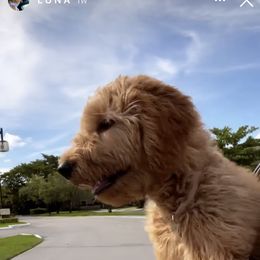 Goldendoodle and Poodle Puppies from SoFlo Lavish Kennels
