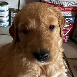 Mint green - Golden male Golden Retriever puppy in Stratton, Colorado from Anam Cara Retrievers