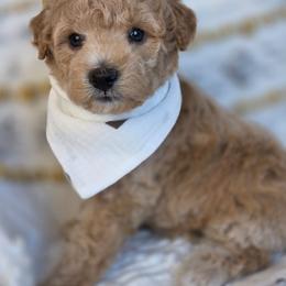 Andie - Apricot male Goldendoodle puppy in Leander, Texas from Doodle Doula