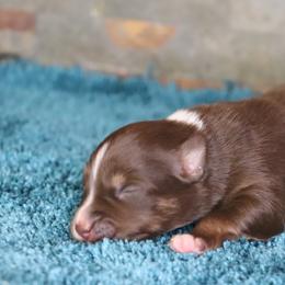 Nicole's RTF1 - Red tri female Miniature Australian Shepherd puppy in Goliad, Texas from Sassy Lil Aussies and Diamond W Poodles