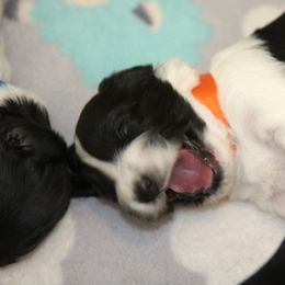 Schapendoes Puppies from Dream Star Schapendoes