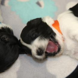 Schapendoes Puppies from Dream Star Schapendoes