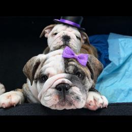 Wrinkles - Brindle female Bulldog puppy in Marysville, Washington from BulldogWA
