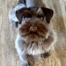 Karma - Miniature Schnauzer