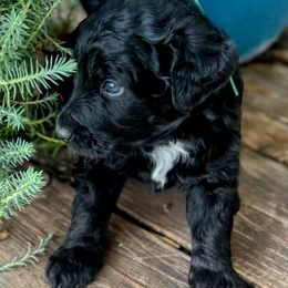 Green Collar - Black and white male Aussiedoodle puppy in Parma, Idaho from Arena Valley Acres