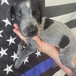 Shadow Boy 3 - Black roan male German Shorthaired Pointer puppy in Banning, California from ⭐🦆 So Cal on Point GSP'S🇺🇲🇩🇪 lg