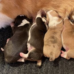 American Corgi puppies from Four Leaf Farm- Vom Vierblättriges Bauernhof
