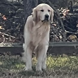 Maui  - Golden Retriever