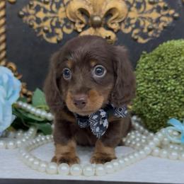 Andy - Chocolate and tan male Dachshund puppy in Collins, Georgia from Liberty Longhair Dachshunds