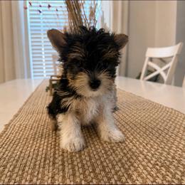 Flynn 2150 Back to school special - Black tan and white male Biewer Terrier puppy in Cartersville, Georgia from Alpha Tiny Paws