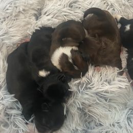 Shih Tzu puppies from AKC Shih Tzu of California