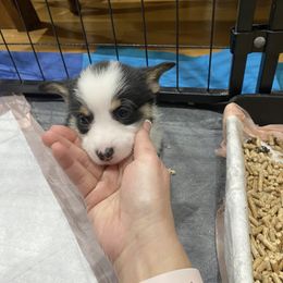 Lil panda - Black and tan female Pembroke Welsh Corgi puppy in New Richmond, Wisconsin from 10 Mile Creek Farms