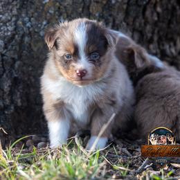 Miniature American Shepherd, Miniature Australian Shepherd, and Toy Australian Shepherd Puppies from Best Little Aussies