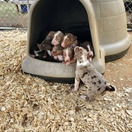 Catahoula Leopard Dog Puppies from Hidden Creek Catahoulas