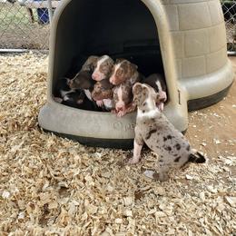 Catahoula Leopard Dog Puppies from Hidden Creek Catahoulas