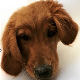 Golden Retrievers and Labrador Retrievers from Mulberry Retrievers