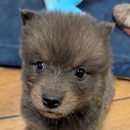 DxL B2 - Blue male Pomsky puppy in Charlotte, Michigan from Moore Pomskies
