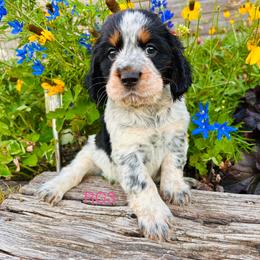 RG3 - Tri-Roan female English Springer Spaniel puppy in Britton, South Dakota from K&S Canines