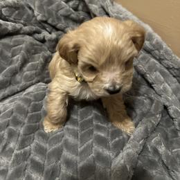 Maltipoo Puppies from Christy Mashore