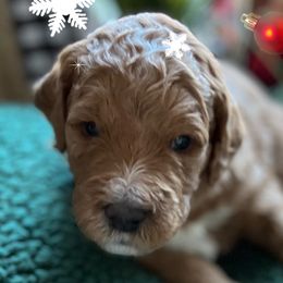 Girl 3 - Goldendoodle puppy in Christiana, Tennessee from Rechlicz Family Doodles