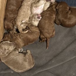 Cavapoo Puppies from Sister Sister Cavapoos