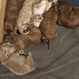 Cavapoo Puppies from Sister Sister Cavapoos