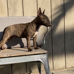 Girl 3 - Brindle Miniature Bull Terrier puppy in California from Shark Head Bullies MBT