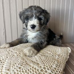 Reef - Merle male Bernedoodle puppy in Clarinda, Iowa from Root and Branch Bernedoodles