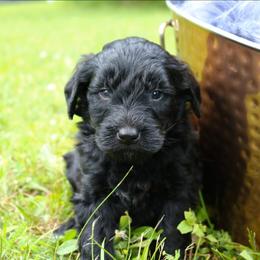 Bullet - Black male Goldendoodle puppy in Missouri from Husky Hill Kennel