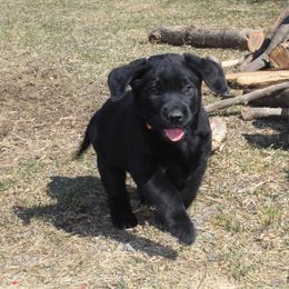 Labrador Retriever Puppies from Rocky Creek Labs