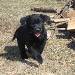 Labrador Retriever Puppies from Rocky Creek Labs