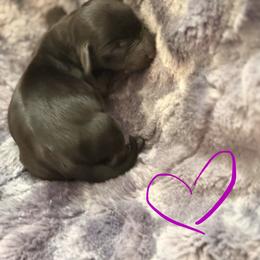 Possible solid black CKC - Black female Dachshund puppy in Chittenango, New York from Diamond Dachshunds