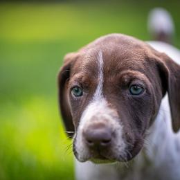 German Shorthaired Pointer Puppies from Jessica Hennick
