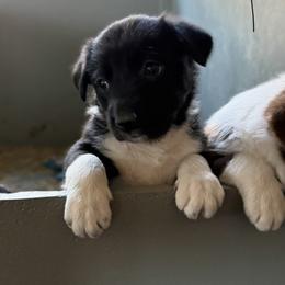 Girl 4 - Black and white female Border Collie puppy in Oroville, California from Coalcyn Kennels