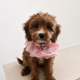 Pink Girl - Red  female Goldendoodle puppy in Richmond, Kentucky from The Doting Doodle