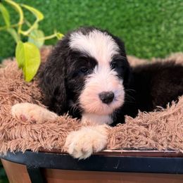 Blue boy - Black and white male Sheepadoodle puppy in Riverside, California from Downtown Doodles & Frenchies